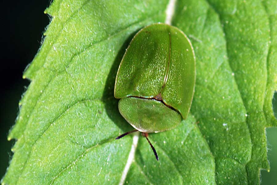 Cassida viridis